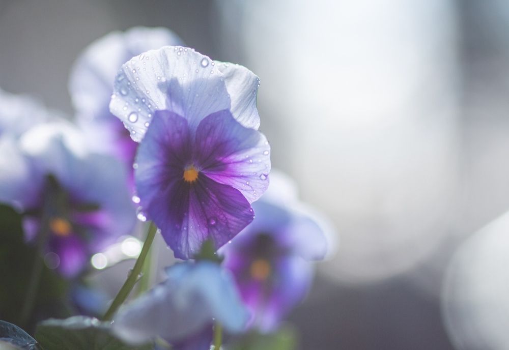 ANM - Schimbări radicale ale vremii, înainte de Paște