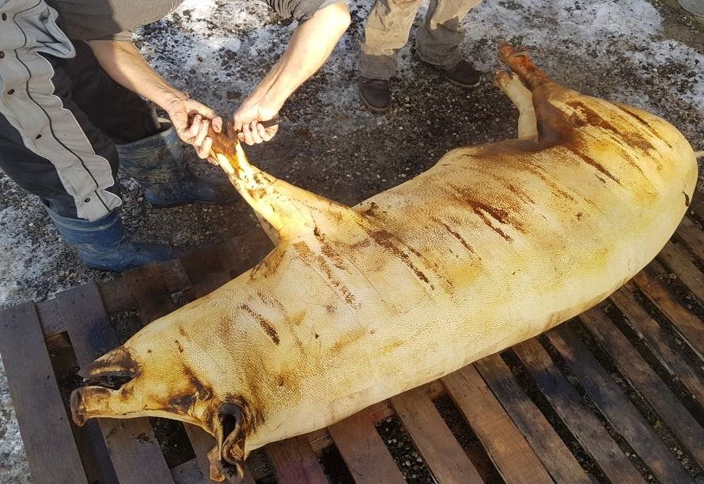 Cât de sănătos este șoricul? Ce spune nutriționistul Mihaela Bilic despre acest aliment de sezon