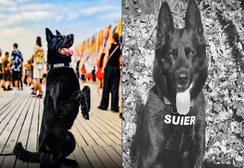 Șuier, câinele-simbol al luptei antidrog, a murit. ”A fost mai mult decât un coleg, el a fost un camarad de nădejde”