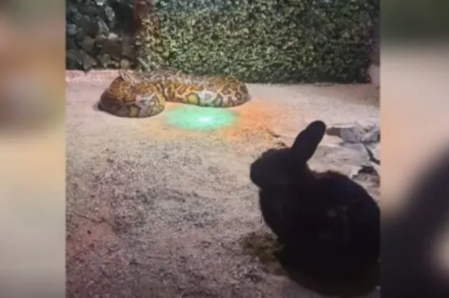 Verdict după incidentul de la Zoo Sibiu. Ce a stabilit Garda de Mediu despre hrănirea pitonului cu un iepure viu