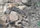 VIDEO | Stâncă de 15 tone, detonată pe drumul forestier Sădurel