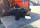 Încă un urs accidentat mortal pe Autostrada Sibiu - Orăștie