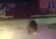 VIDEO | Urs urmărit noaptea trecută de polițiști, în Porumbacu de Jos