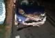 Două animale, un mistreţ şi o căprioară, moarte în accidente rutiere