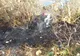 Incendiu de vegetație în spatele Bazei Sportive Pompierul