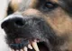 Stăpânul câinelui care a muşcat un bărbat sâmbătă riscă până la trei ani de închisoare