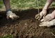 30 de puieți de stejar roșu se vor planta la Șelimbăr