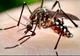 Al cincilea caz de infecţie cu virusul West Nile, confirmat în judeţul Sibiu