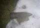Proiectil de 75 mm găsit într-o curte din Orlat