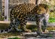 Trei animale noi primite donație de Grădina Zoologică Sibiu