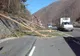 Toaletarea pomilor îngreunează traficul pe Valea Oltului
