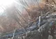 Incendiu în Săliște. O locuință și o anexă gospodărească au ars, din cauza unui scurtcircuit produs la instalația electrică