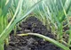 Ajutor de peste 4.600 de lei/ha pentru cultivatorii de usturoi