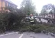 VIDEO | Copac căzut pe carosabil, în zona AFT. Trafic blocat pe strada Ștefan cel Mare