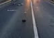 UPDATE | S-a găsit vinovatul pentru accidentarea mortală a biciclistului: o tânără de 27 de ani din Roșia, fără permis de conducere