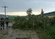 Copac căzut pe DN14, între Copșa Mică și Blaj