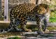 Grădina Zoologică din Sibiu a trecut la programul de vară cu specii noi