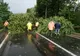 Un copac căzut a blocat traficul total în Tălmaciu