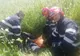 Căprioară căzută într-un canal din Târnava, salvată de pompieri