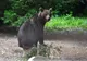 Urs fugărit de autorități în Biertan