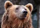 Un urs a omorât o capră din gospodăria unui medieșean. Animalul, alungat de autorități în pădure