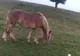 Doi tineri riscă închisoarea după ce au furat doi cai