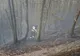 UPDATE/Video/ Incendiu de pădure la Măgura