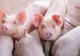S-a confirmat prezența pestei porcine în județul Sibiu. Autoritățile sunt în alertă