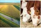 Ministerul Agriculturii propune eliminarea impozitului pe terenurile agricole pentru unii crescători de animale