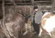 Doi sibieni, reţinuţi de poliţiştii din Vâlcea, după ce ar fi furat mai multe animale. Prejudiciu de 15.000 lei