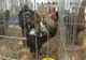 Expoziție de găini, lebede și iepuri, în ianuarie, la Sibiu