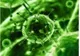 GERMANIA - Primul caz de coronavirus confirmat 