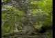 Brad de 500 de ani din Gura Râului, în competiţia pentru Arborele European al Anului 2020
