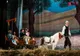 „La fille mal gardée”, ultimul spectacol al Teatrului de Balet Sibiu la care accesul se va face în baza tarifului actual