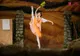 Spectacolul „La fille mal gardée” al Teatrului de Balet Sibiu, reprogramat pentru 22 și 23 martie. Doar câte 170 de locuri la fiecare reprezentație