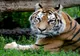 Un tigru de la grădina zoologică Bronx din New York, testat pozitiv cu coronavirus