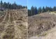Peste 4,25 milioane de puieți forestieri, plantați până astăzi