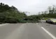 Un copac a căzut pe DN14, la ieșirea din Mediaș, spre Dumbrăveni