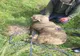 O oaie care a căzut într-un canal adânc de opt metri, salvată de pompieri