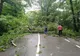 Trafic blocat între Sibiu și Cisnădioara, din cauza unui copac căzut pe carosabil