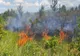 Incendiu de vegetație pe Dealul Gușteriței