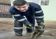 Un câine blocat într-un canal a fost salvat de pompierii din Sibiu