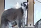 O femelă lemurian a născut gemeni, la Zoo Sibiu (VIDEO)