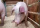Două focare de pestă porcină, în județul Sibiu