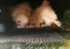 Incendiu la acoperişul unei case din municipiul Sibiu