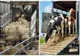 Măsurile obligatorii pe care trebuie să le respecte crescătorii de animale  în perioadele caniculare