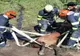Cal salvat de pompierii militari din Agnita