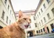 FOTO Pisicile din Sibiu care contribuie la imaginea turistică a orașului