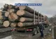 Peste 700 de kilograme de cetină de brad transportate ilegal