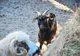 S-a deschis Ferma Animalelor, la Zoo Sibiu
